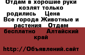 Отдам в хорошие руки козлят.только родились. › Цена ­ 20 - Все города Животные и растения » Отдам бесплатно   . Алтайский край